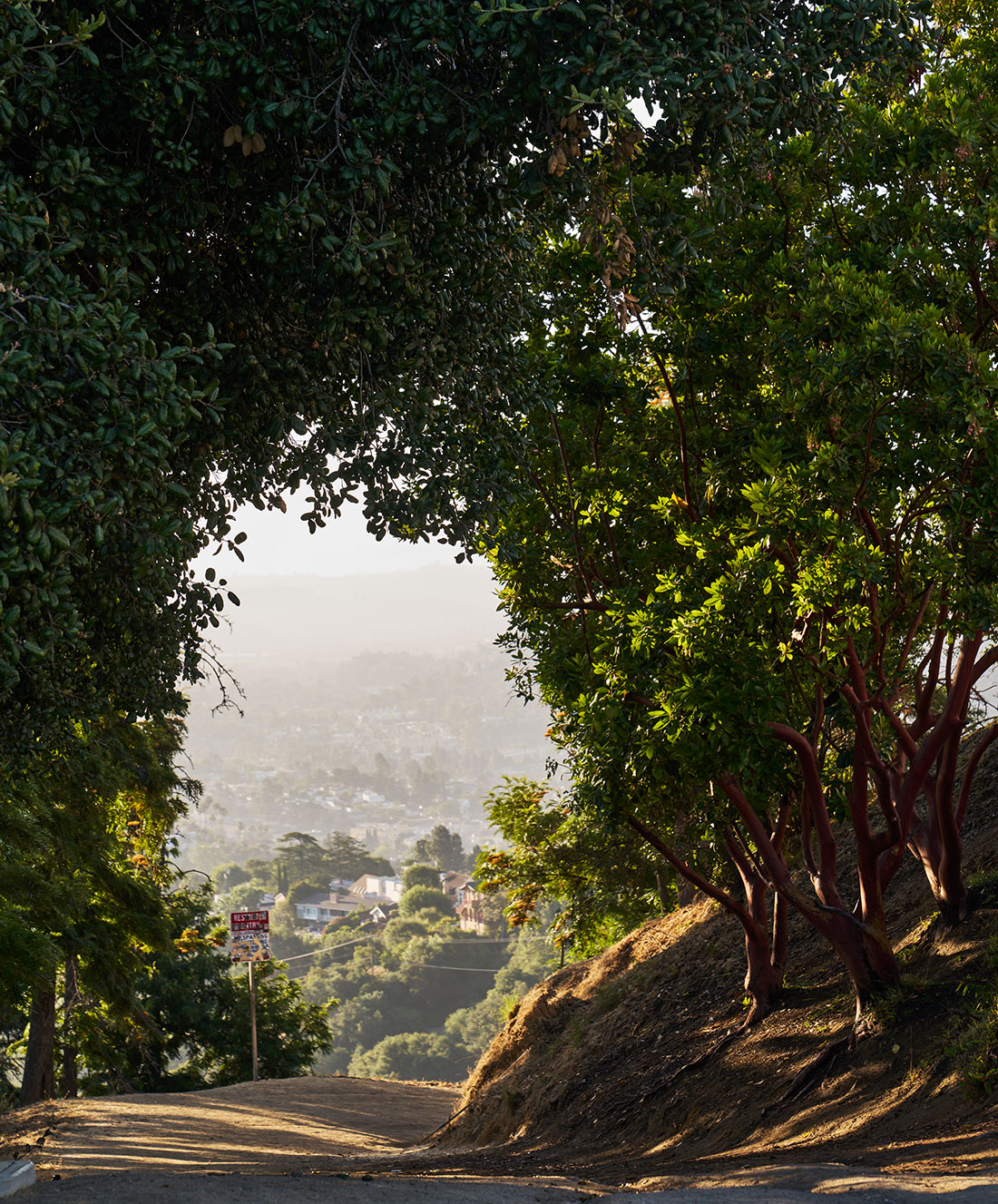 A sunlit path with dense trees on either side leads to a scenic overlook of a city. The trees create a natural archway, framing a view of houses and a hazy, distant cityscape below, partially illuminated by the setting sun.