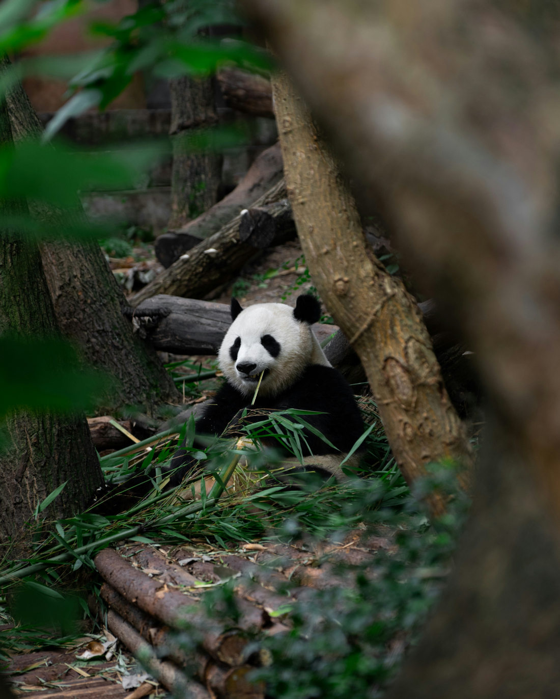 A giant panda sits among bamboo trees and logs, munching on bamboo leaves. The panda's black and white fur contrasts with the green foliage around it. The setting appears to be a natural enclosure in a zoo or sanctuary.