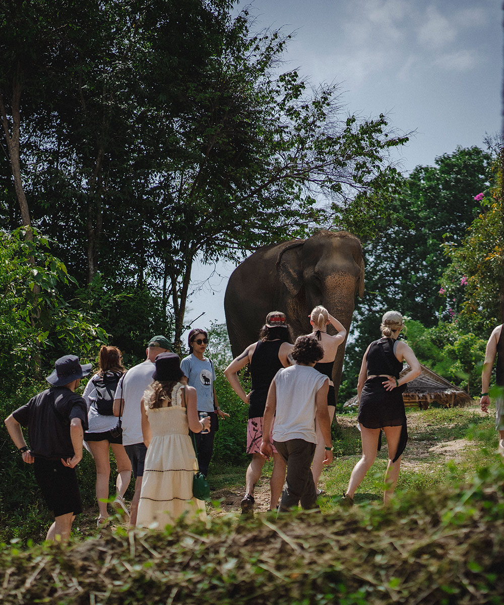 A group of people stands outdoors in a grassy, wooded area, facing a large elephant. The group appears to be observing or interacting with the elephant in a natural setting under a partly cloudy sky.